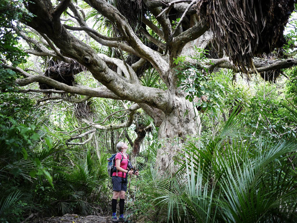 Te Araroa: 5. Von Ngunguru nach Waipu