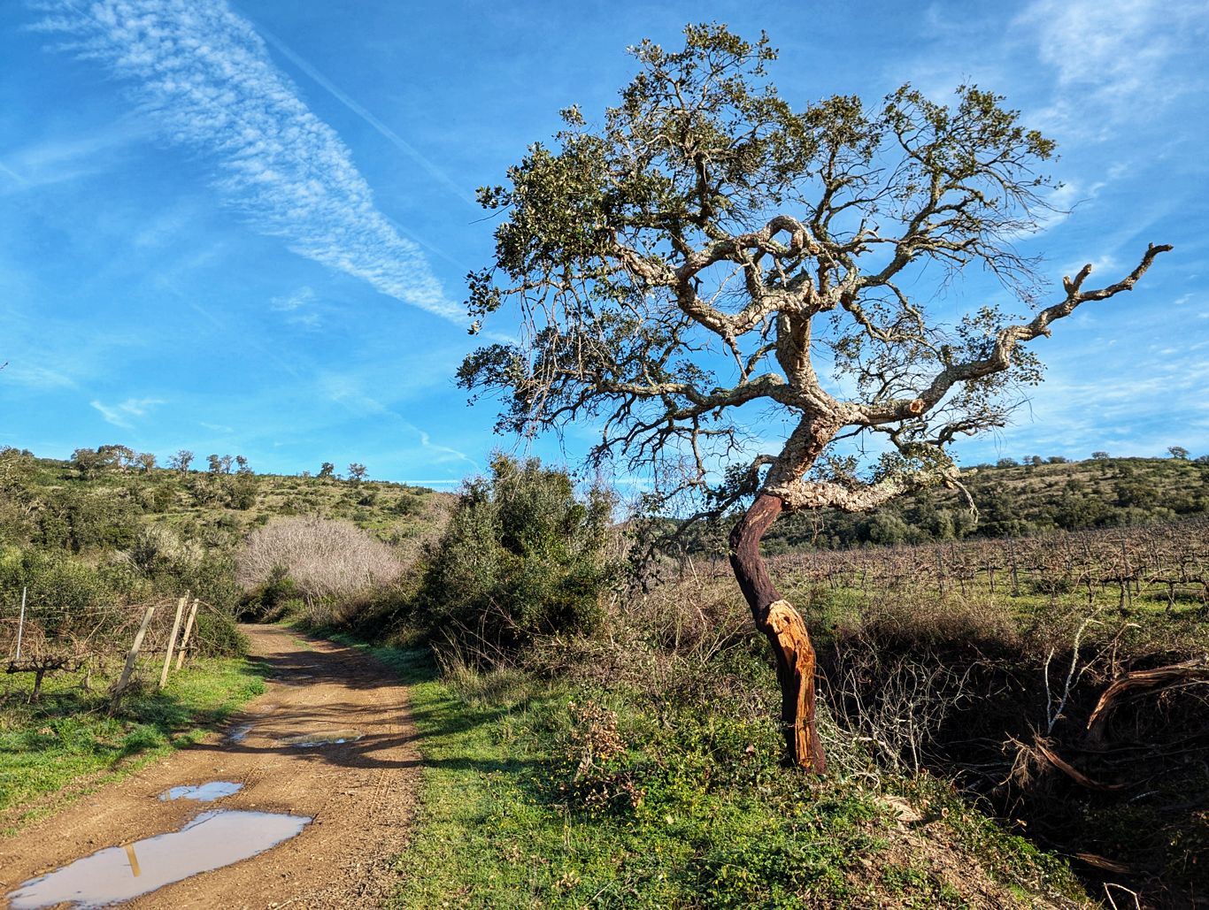 Via Algarviana: 1. Von Bensafrim nach Marmelete