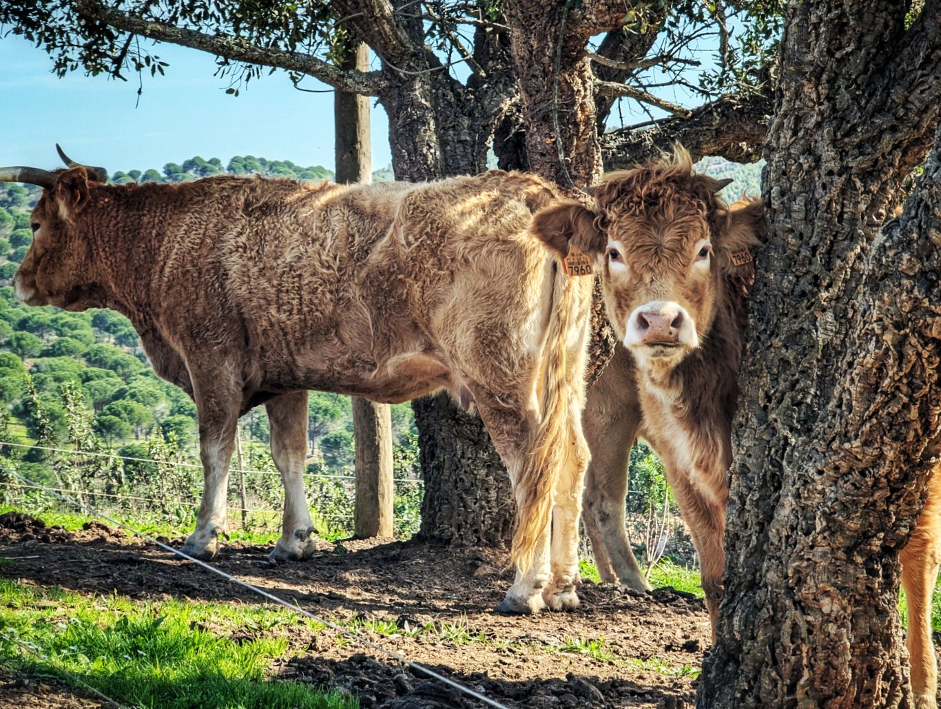 Via Algarviana: 1. Von Bensafrim nach Marmelete