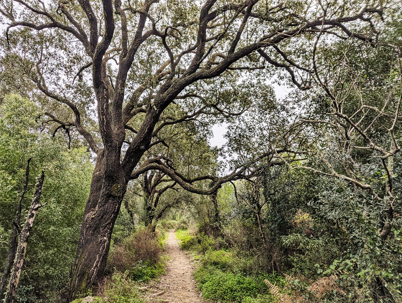 Via Algarviana: 2. Von Marmelete nach Monchique