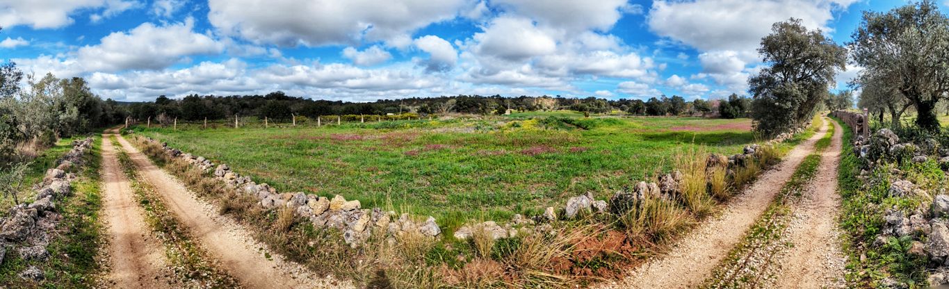 Via Algarviana: 7. Von Salir nach Barranco do Velho