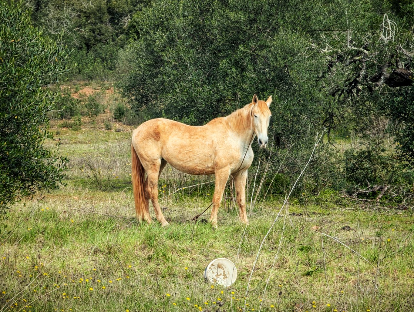 Via Algarviana: 7. Von Salir nach Barranco do Velho