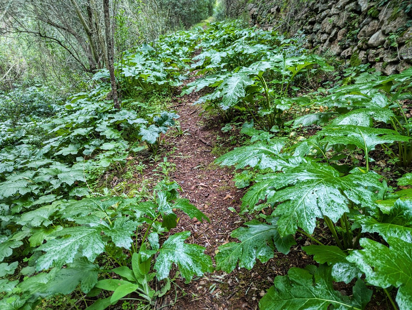 Via Algarviana: 5. Von Sao Bartolomeu nach Alte