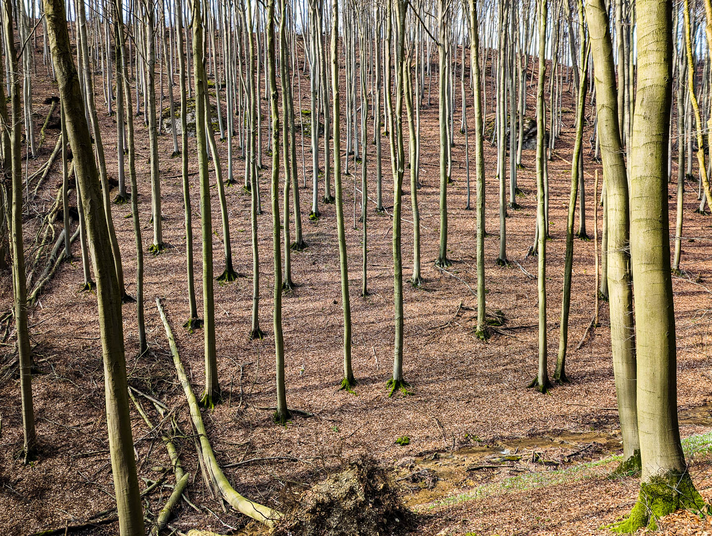 Weserberglandweg: 3. Von der Villa Schaumburg zur Pappmühle