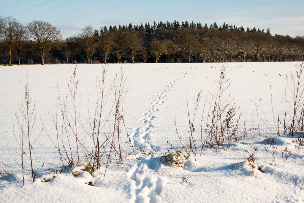 Winter-Wanderung im Häsebusch und Planungen in Corona-Zeiten