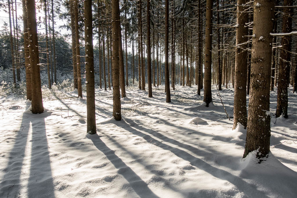 Winter-Wanderung im Häsebusch und Planungen in Corona-Zeiten