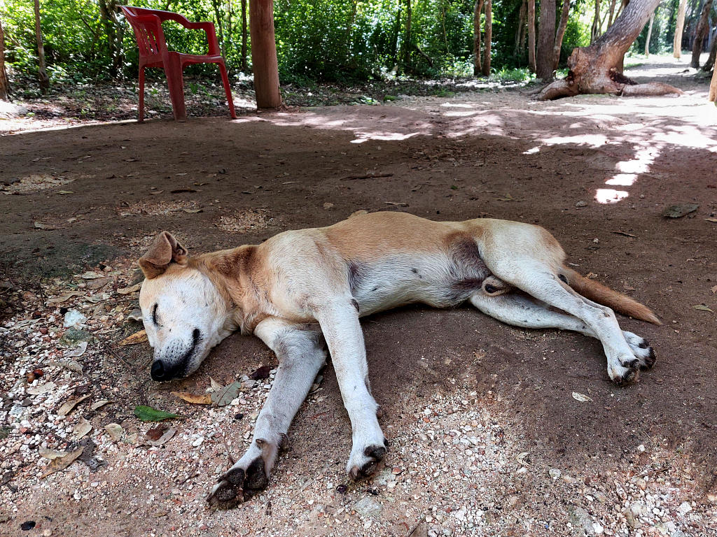 Mexiko: 3. Ek Balam und noch eine Cenote